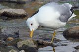 Mewa siwa, mewa pospolita, Larus canus