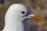 Mewa siwa, mewa pospolita, Larus canus