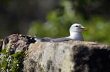 Mewa siwa, mewa pospolita, Larus canus