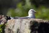 Mewa siwa, mewa pospolita, Larus canus