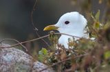 Mewa siwa, mewa pospolita, Larus canus