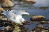 Mewa siwa, mewa pospolita, Larus canus