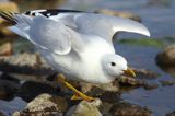 Mewa siwa, mewa pospolita, Larus canus