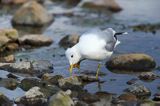 Mewa siwa, mewa pospolita, Larus canus