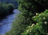 potok Wołosaty, Bieszczady, kwitnący bez czarny, Sambucus nigra