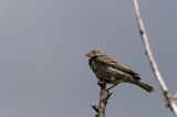 potrzeszcz, samiec, Emberiza calandra