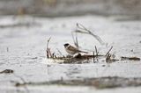 Potrzos zwyczajny) Emberiza schoeniclus)