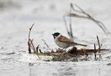 Potrzos zwyczajny) Emberiza schoeniclus)