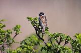 Potrzos zwyczajny, Emberiza schoeniclus