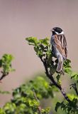 Potrzos zwyczajny, Emberiza schoeniclus