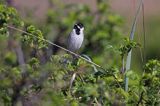 Potrzos zwyczajny, Emberiza schoeniclus