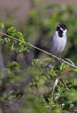 Potrzos zwyczajny, Emberiza schoeniclus