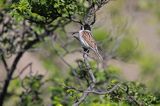 Potrzos zwyczajny, Emberiza schoeniclus