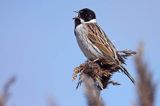 Potrzos zwyczajny, Emberiza schoeniclus