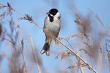 Potrzos zwyczajny, Emberiza schoeniclus