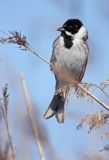 Potrzos zwyczajny, Emberiza schoeniclus