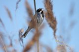 Potrzos zwyczajny, Emberiza schoeniclus