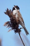 Potrzos zwyczajny, Emberiza schoeniclus