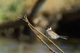 Potrzos zwyczajny, Emberiza schoeniclus, samiec