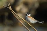 Potrzos zwyczajny, Emberiza schoeniclus, samiec