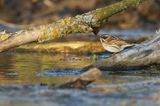 Potrzos zwyczajny, Emberiza schoeniclus, samica