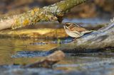 Potrzos zwyczajny, Emberiza schoeniclus, samica