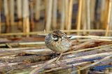 Potrzos zwyczajny, Emberiza schoeniclus, samica