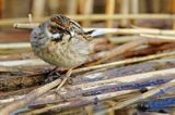 Potrzos zwyczajny, Emberiza schoeniclus, samica
