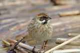 Potrzos zwyczajny, Emberiza schoeniclus, samica