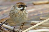 Potrzos zwyczajny, Emberiza schoeniclus, samica