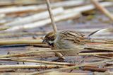 Potrzos zwyczajny, Emberiza schoeniclus, samica