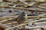 Potrzos zwyczajny, Emberiza schoeniclus, samica
