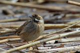 Potrzos zwyczajny, Emberiza schoeniclus, samica