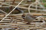 Potrzos zwyczajny, Emberiza schoeniclus, samica