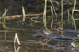 Potrzos zwyczajny, Emberiza schoeniclus, samiec