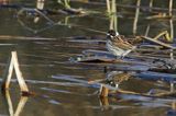 Potrzos zwyczajny, Emberiza schoeniclus, samiec
