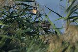 Potrzos zwyczajny, Emberiza schoeniclus, samica