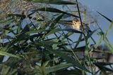 Potrzos zwyczajny, Emberiza schoeniclus, samica
