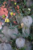 Clematis tangutica - powojnik tangucki