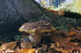 prawdziwek - borowik szlachetny Boletus edulis