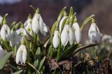 Galanthus nivalis śnieżyczka przebiśnieg) ,