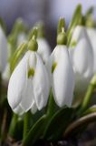 Galanthus nivalis śnieżyczka przebiśnieg) ,