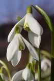 Galanthus nivalis śnieżyczka przebiśnieg) ,