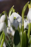 Galanthus nivalis śnieżyczka przebiśnieg) ,