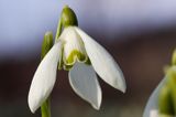 Galanthus nivalis śnieżyczka przebiśnieg) ,