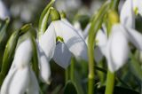 Galanthus nivalis śnieżyczka przebiśnieg) ,