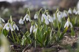 Galanthus nivalis śnieżyczka przebiśnieg) ,