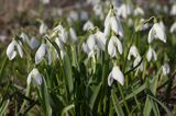 Galanthus nivalis śnieżyczka przebiśnieg) ,