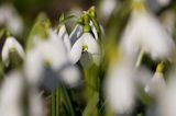 Galanthus nivalis śnieżyczka przebiśnieg) ,