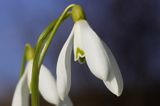 Galanthus nivalis śnieżyczka przebiśnieg) ,